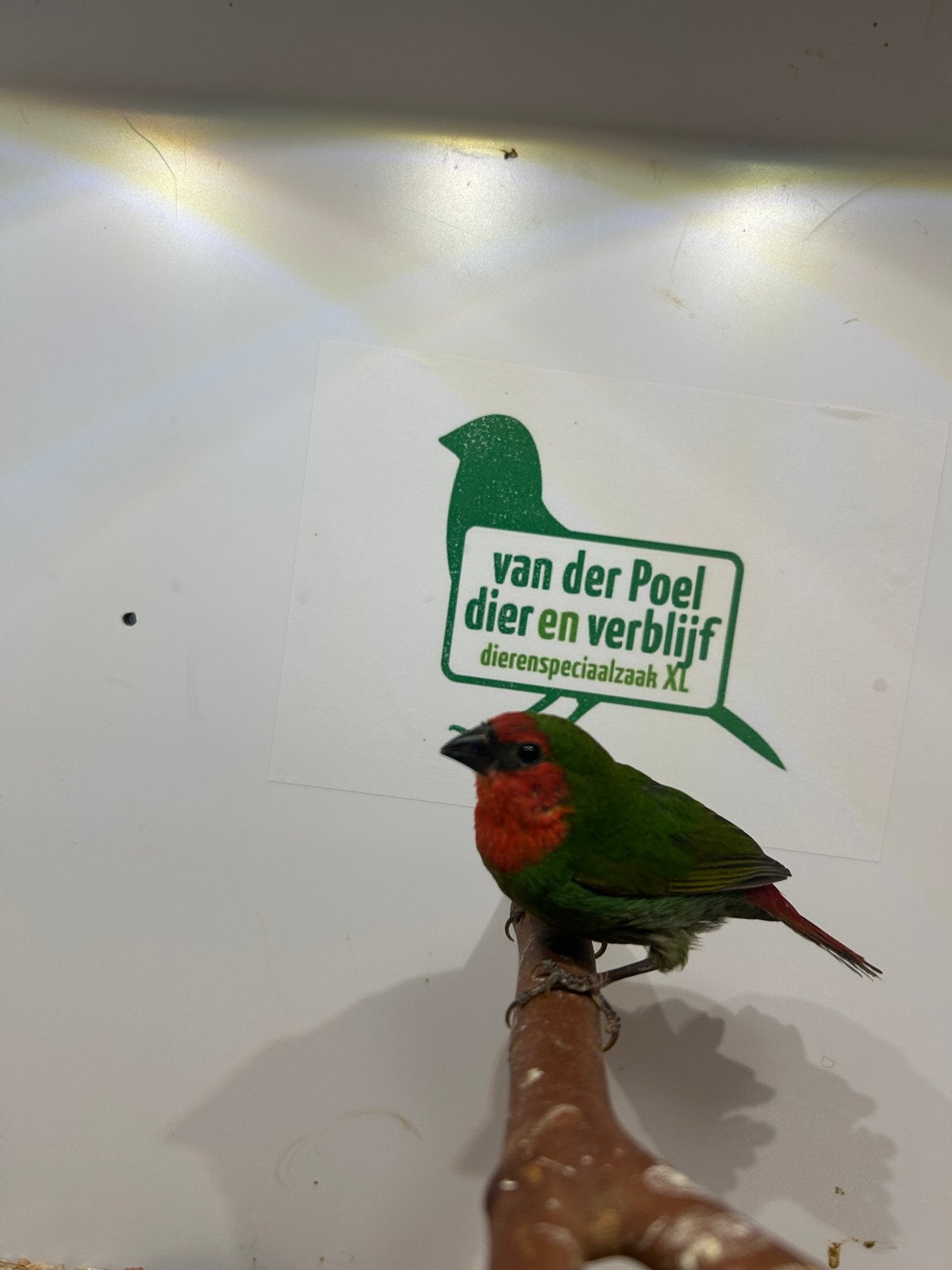 2-2 roodkop papegaai amadine, Dieren en Toebehoren, Vogels | Overige Vogels, Tropenvogel