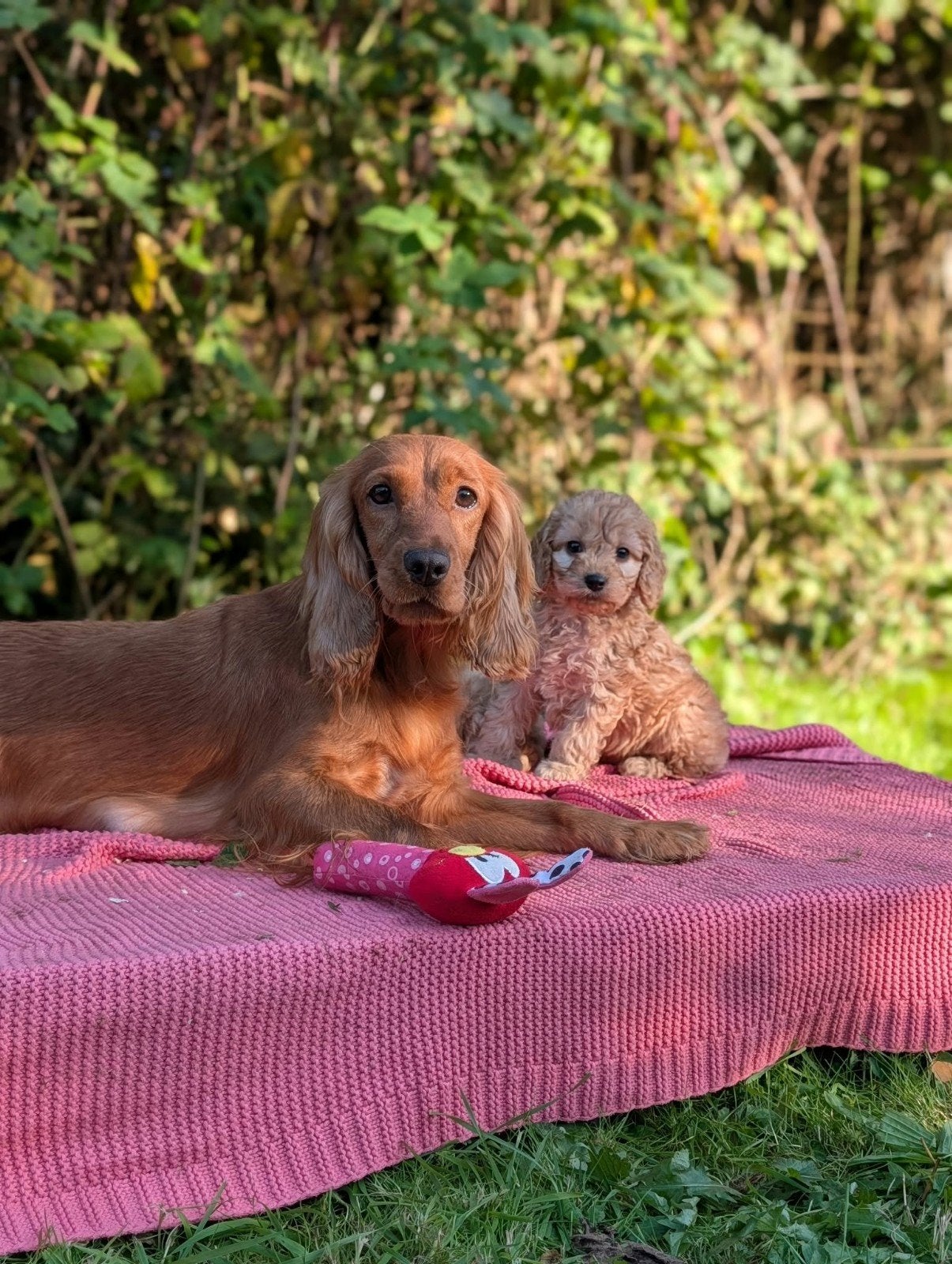 Cockapoo pups Engelse cockerspaniel x dwerg poedel, Overige rassen, 8 tot 15 weken, CDV (hondenziekte), Meerdere