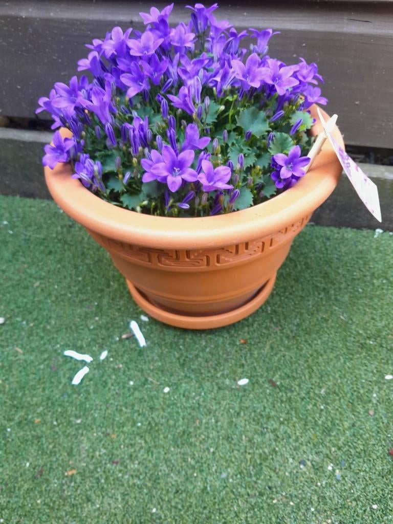 Terracotta Bloempotten met schotel en plant, Ophalen, Rond, Minder dan 25 cm, Minder dan 40 cm
