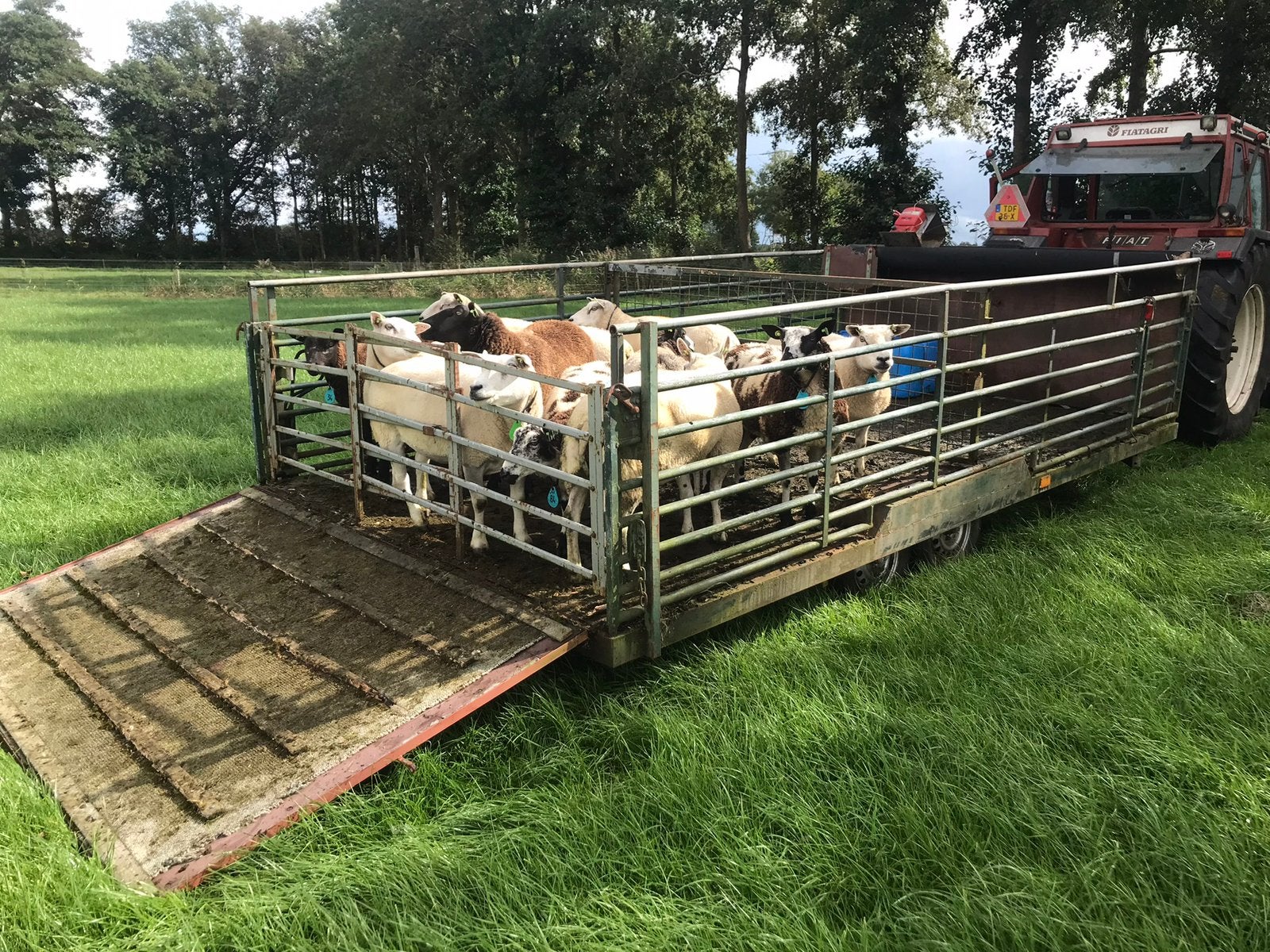 Te koop veewagen, veekar schapentrailer, Mannelijk, Schaap