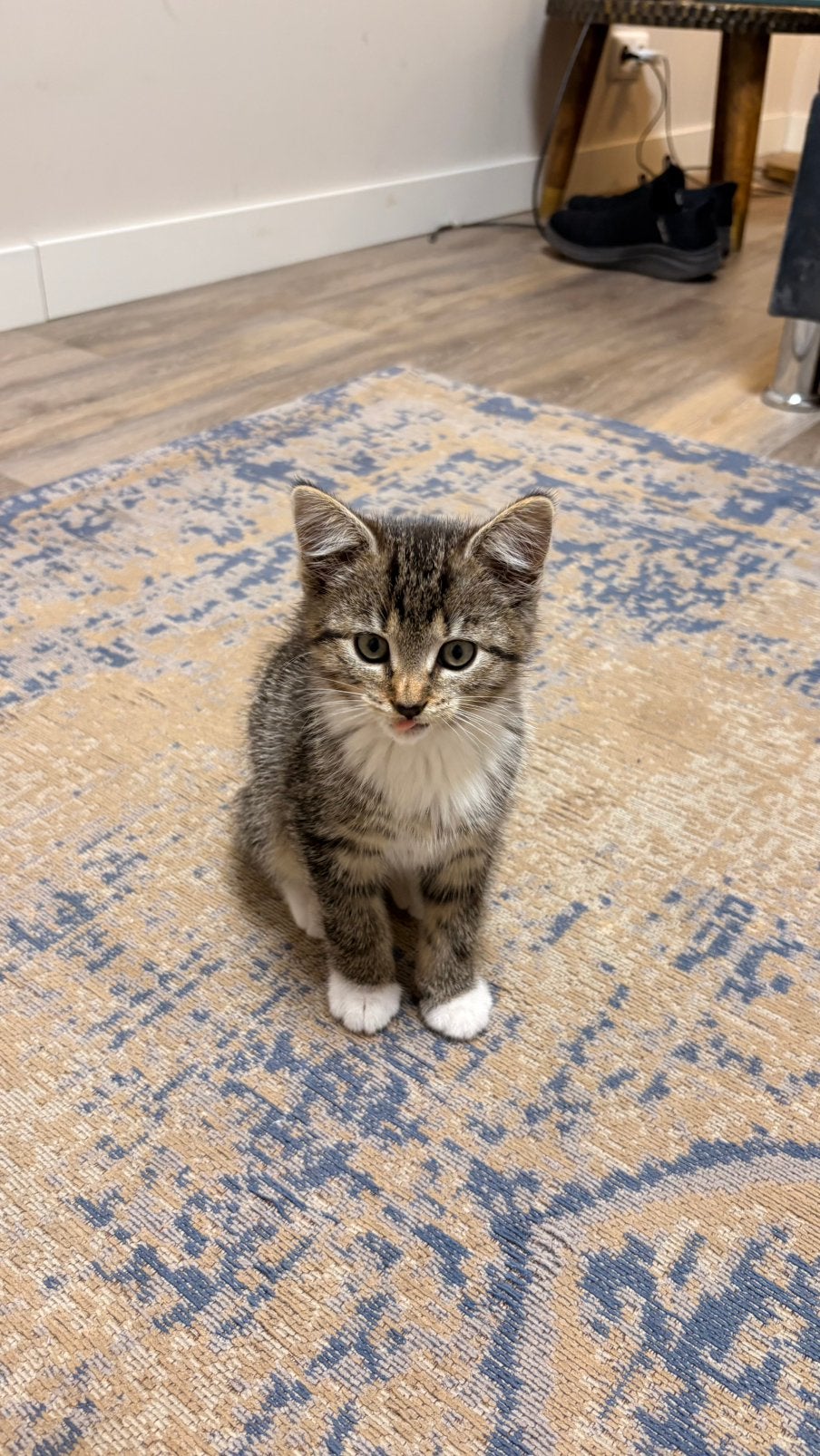 Kitten 9 weken oud zindelijk Poes, Dieren en Toebehoren, Katten en Kittens | Overige Katten, Poes
