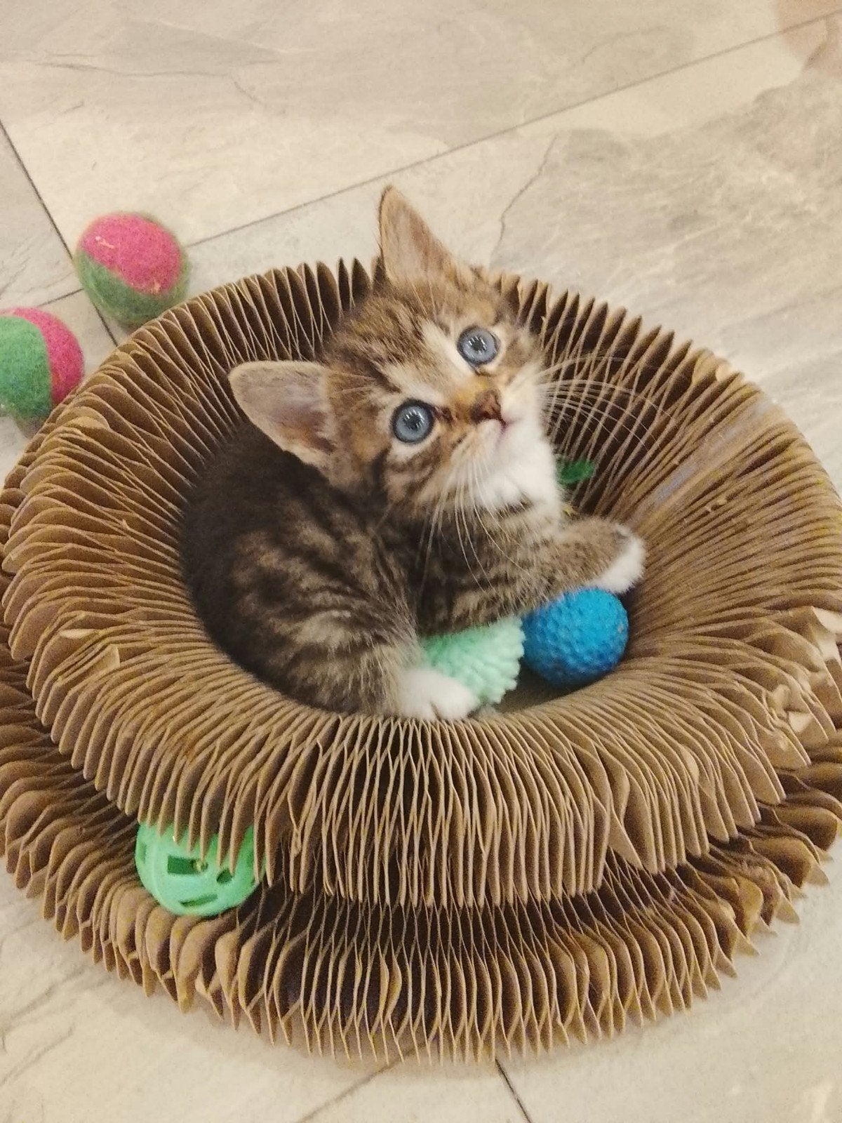 Lieve Ragdoll kruising kittens (Petit), Dieren en Toebehoren, Meerdere dieren, Kortharig, 0 tot 2 jaar