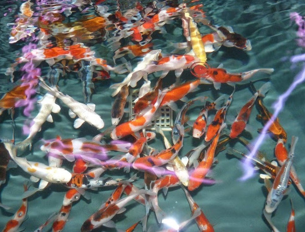 HQ Import koi 12 / 15 cm bij Koidream in Valburg