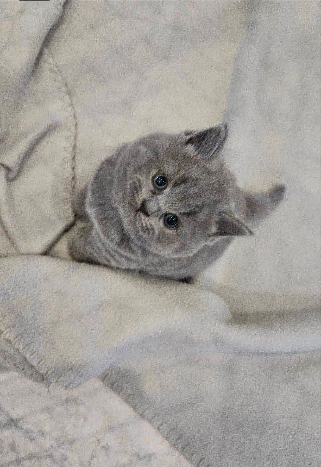 britse korthaar kittens, Meerdere dieren, Ontwormd