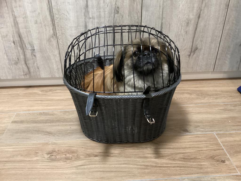 Honden fiets mand met regenhoes, Ophalen, Zo goed als nieuw, Overige typen, Minder dan 20 kg