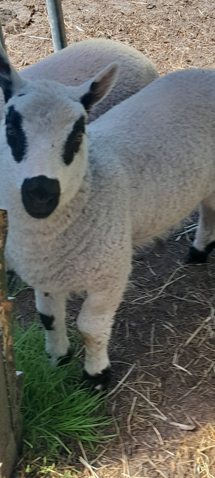 Kerry hill schapen 2 ooienen 1 ram, Dieren en Toebehoren, Schapen, Geiten en Varkens, Meerdere dieren, Schaap
