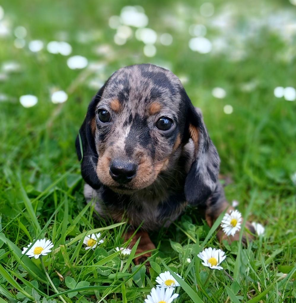 ✨️️Prachtige kleine teckel pups️✨️, Parvo, 8 tot 15 weken, Korthaar, Dwerg