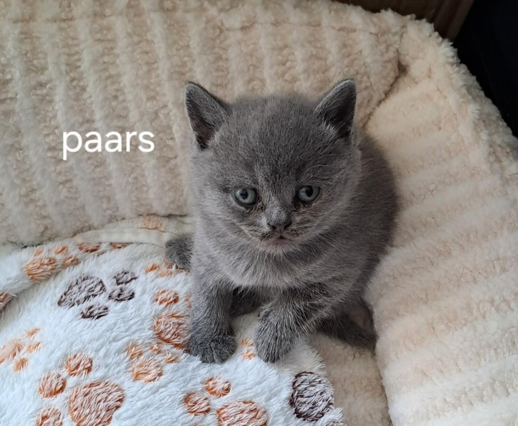 Britse korthaar kittens - laatste kitten nog beschikbaar, Dieren en Toebehoren, Meerdere dieren, Ontwormd, 0 tot 2 jaar