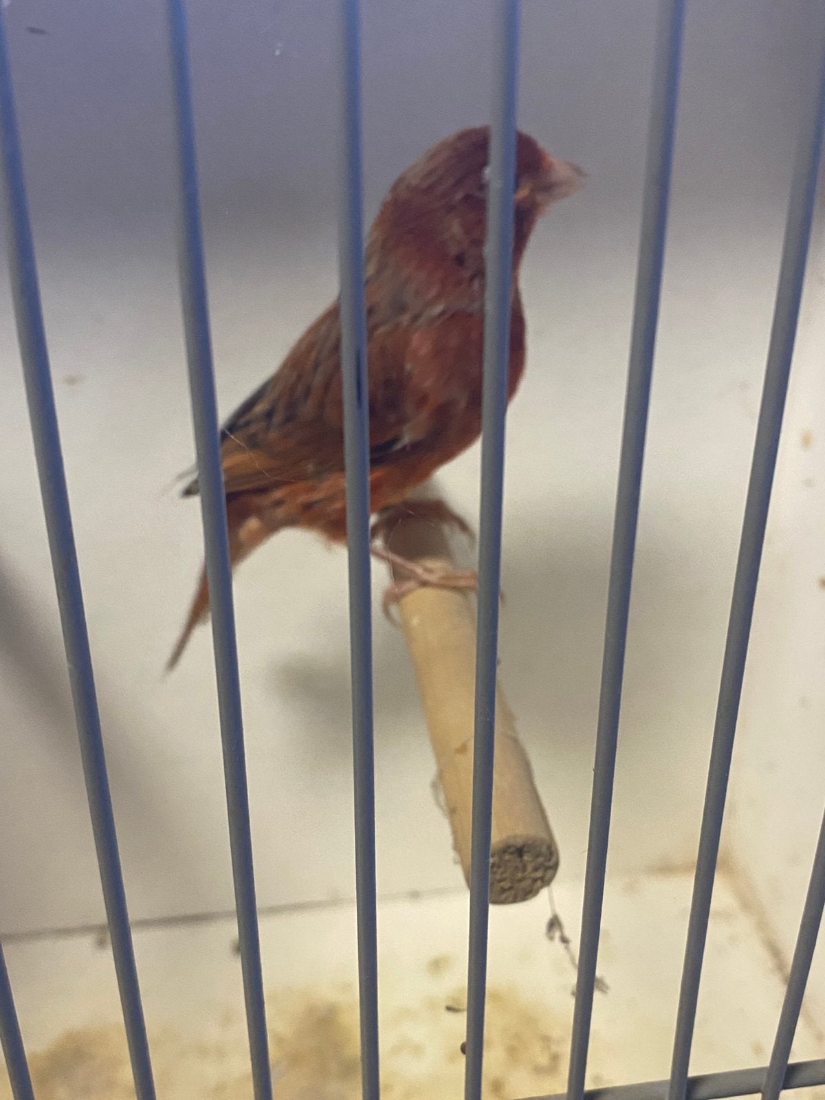 Rood agaat schimmel kanarie, Dieren en Toebehoren, Vogels | Kanaries, Mannelijk, Kleurkanarie