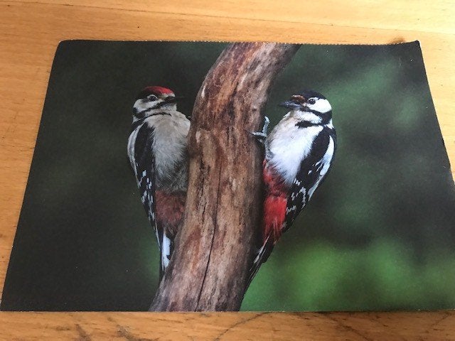 Vogels, Ophalen of Verzenden, Voor 1920, Ongelopen, Vogel