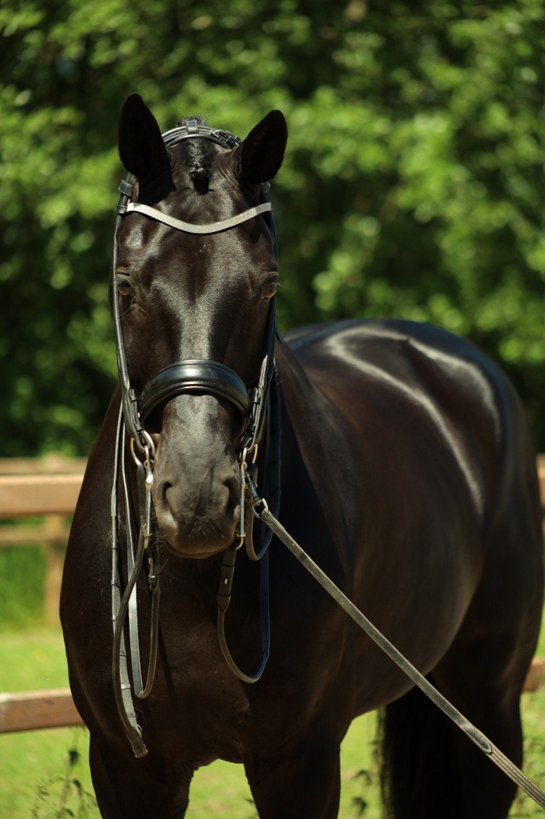Knappe 9 jarige ruin van Finest x Hochadel, ZZ, 175 cm of meer, Met stamboom, Ruin