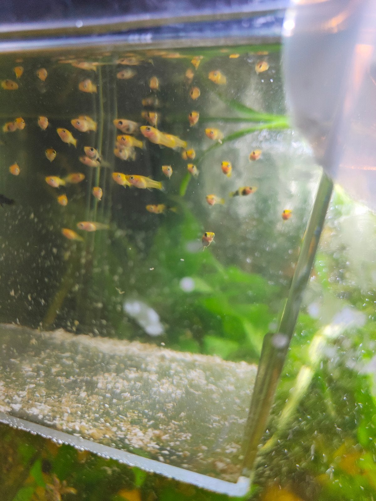 jonge mollys, Dieren en Toebehoren, Slak of Weekdier, Zoetwatervis