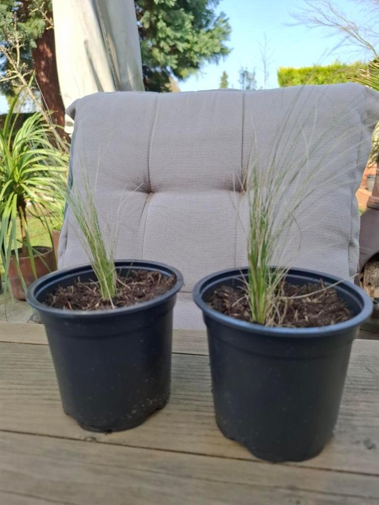 Vedergras Ponytail siergras Stipa, Tuin en Terras, Planten | Tuinplanten, Siergrassen, Volle zon, Ophalen of Verzenden
