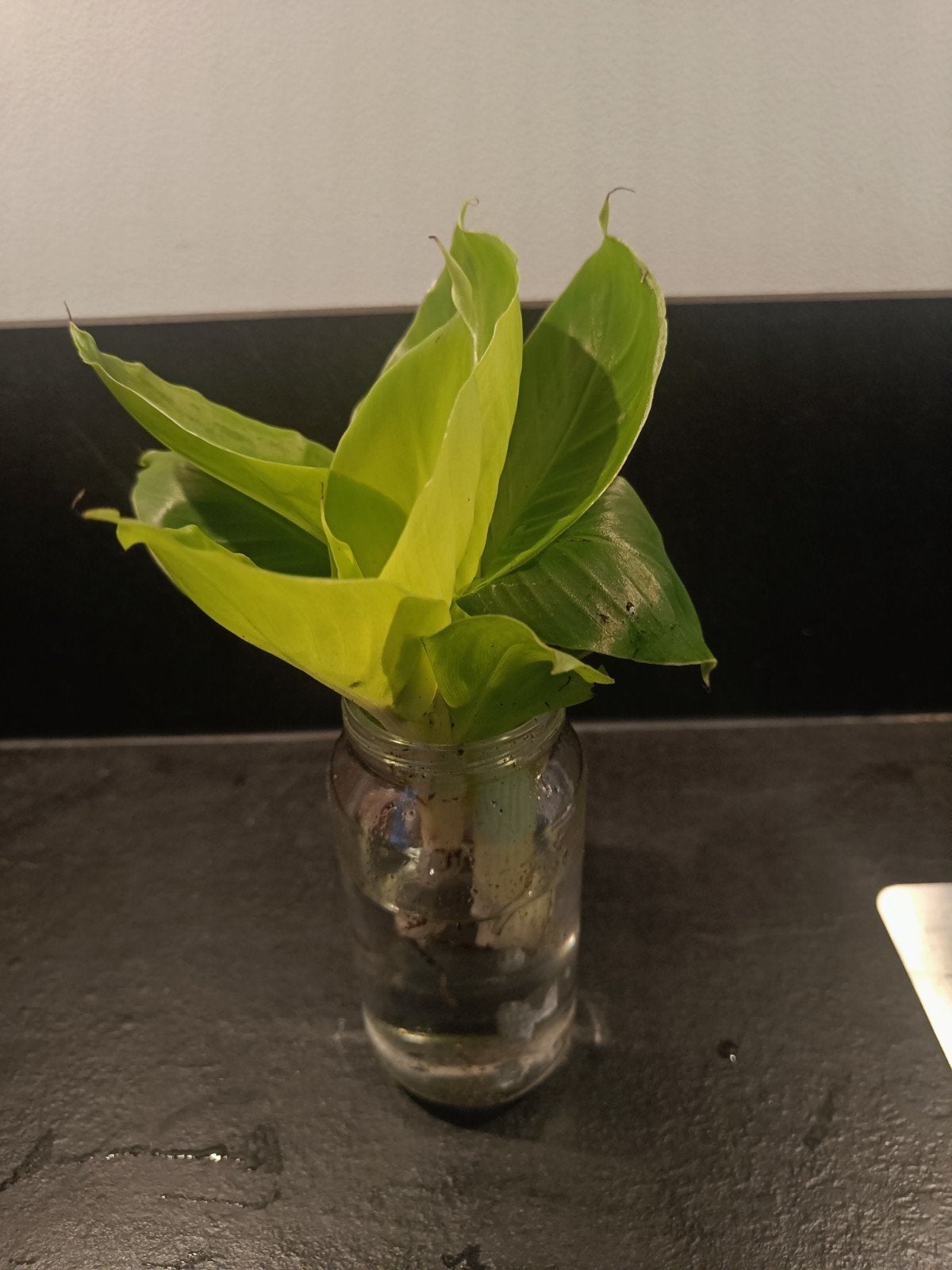 Bananenplant stekjes, Groene kamerplant, Ophalen, Halfschaduw, Minder dan 100 cm