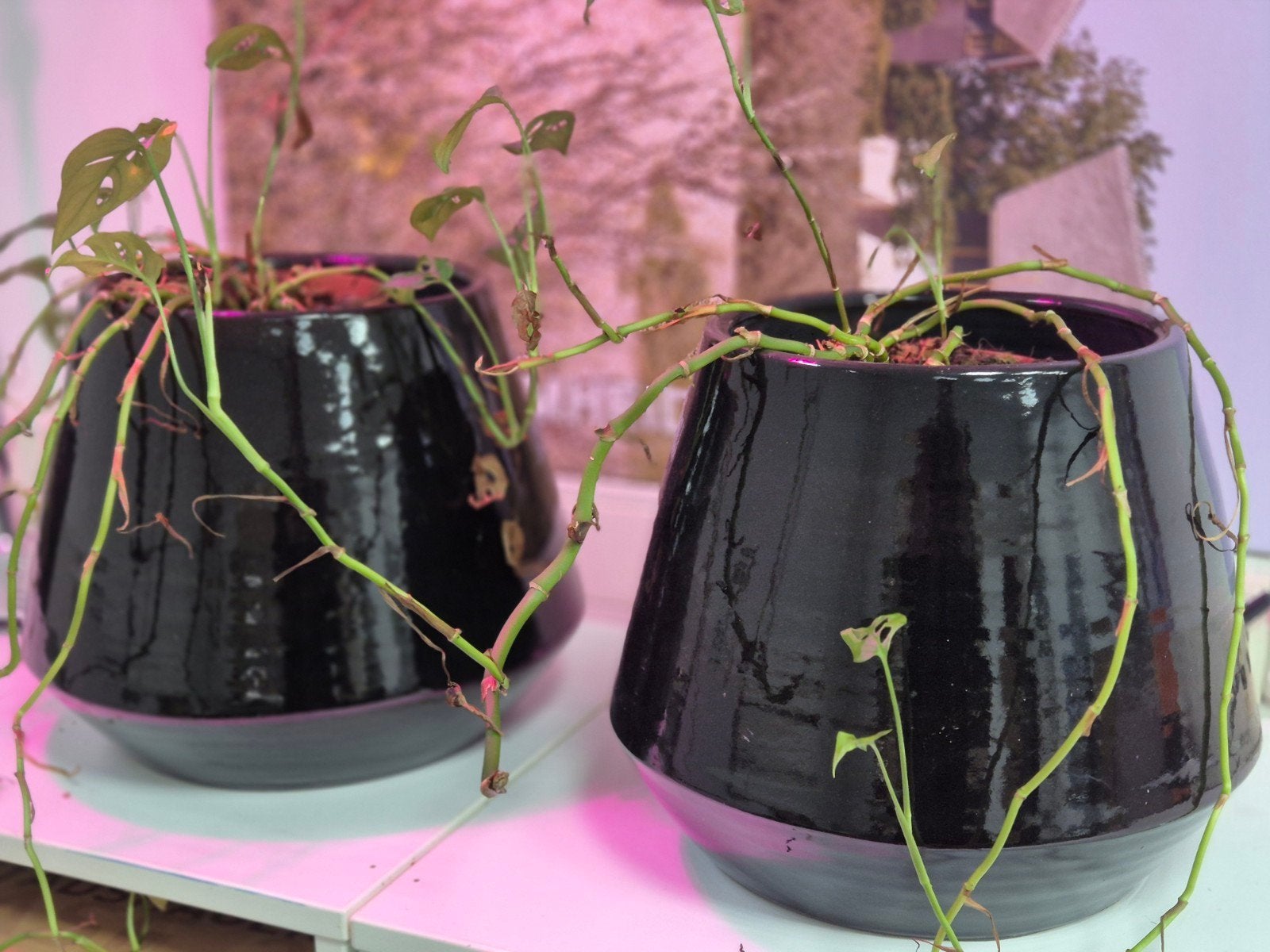 twee grote bloempotten, Rond, Binnen, Zo goed als nieuw, Minder dan 40 cm
