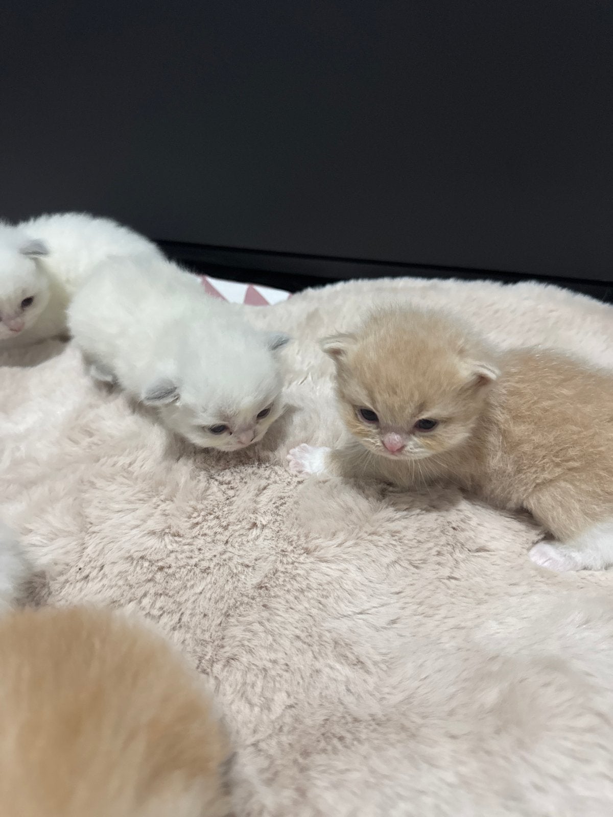 Kitten, Dieren en Toebehoren, Katten en Kittens | Overige Katten