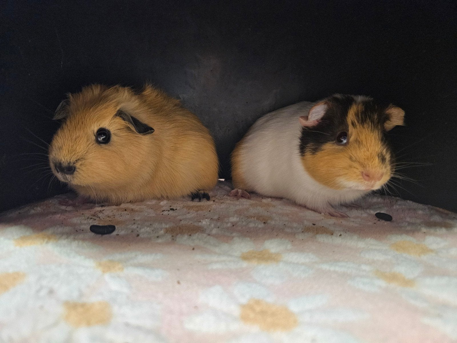 Knappe broers (koppel), Cavia, Mannelijk, Mei, Tam