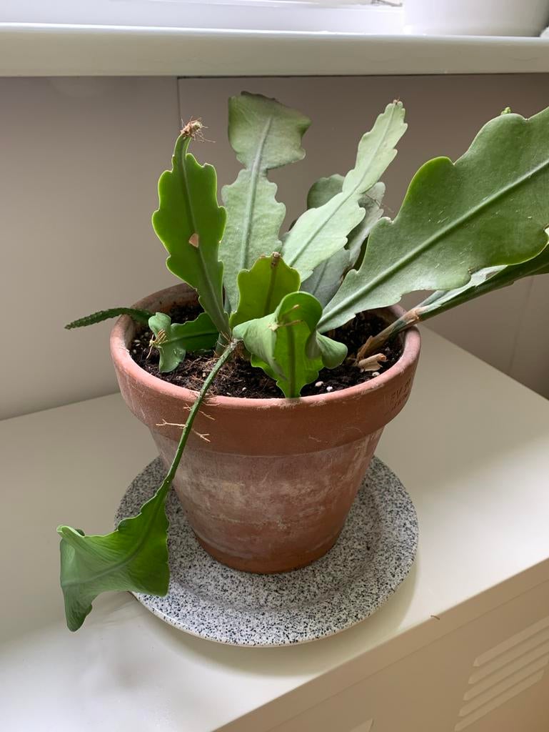 Epiphyllum (Zaagcactus), Vaste plant, Bloeit niet, Halfschaduw, Ophalen