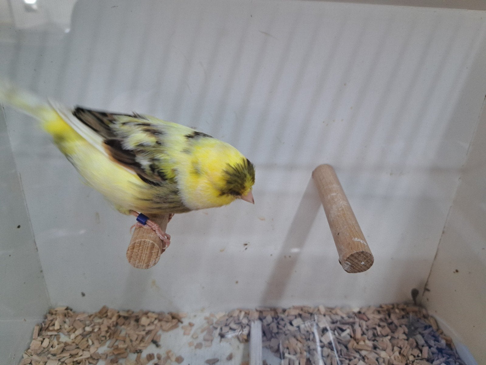 Te koop 2 mooie gloster mannen, Dieren en Toebehoren, Vogels | Kanaries, Mannelijk