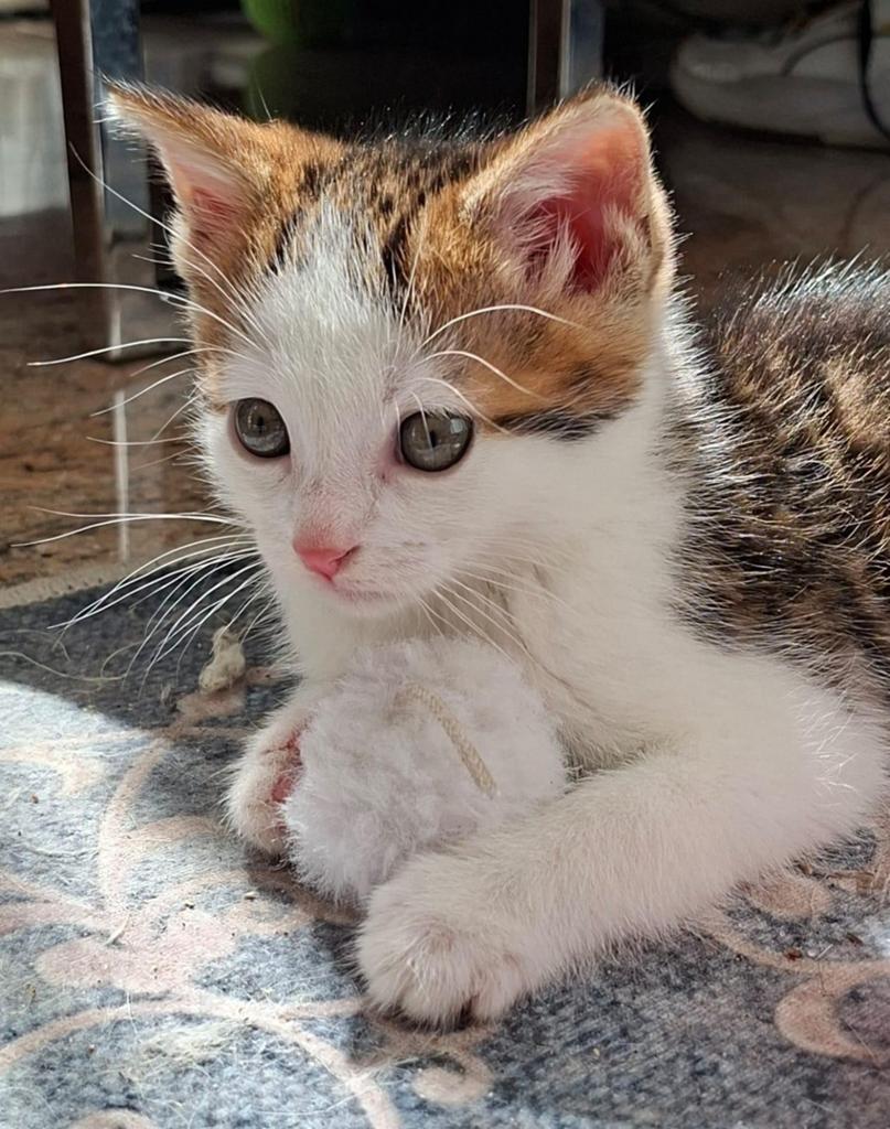 Schattige kitten te koop, Dieren en Toebehoren, Katten en Kittens | Raskatten | Korthaar, Kater, Ontwormd, 0 tot 2 jaar