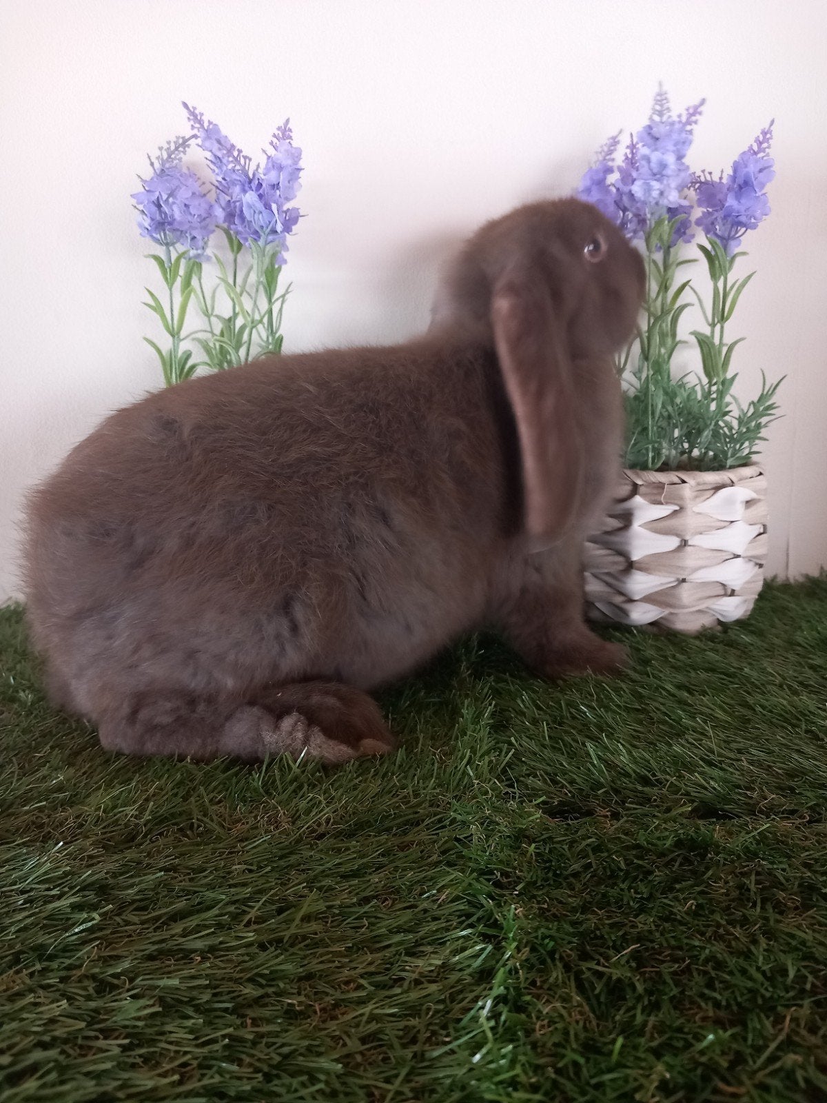 Franse hangoor ram, Dieren en Toebehoren, Konijnen, Mannelijk, Groot, Hangoor, 0 tot 2 jaar