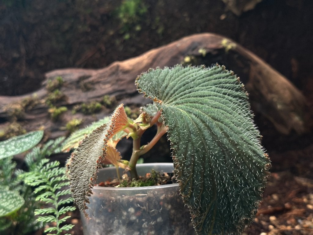 Begonia sp Lambii, Ophalen of Verzenden, Halfschaduw, Minder dan 100 cm