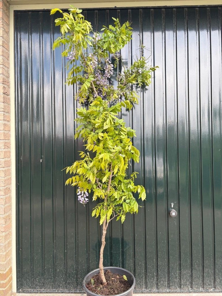 Blauwe Regen, Wisteria sinensis, Ophalen, Volle zon, Vaste plant, Klimplanten