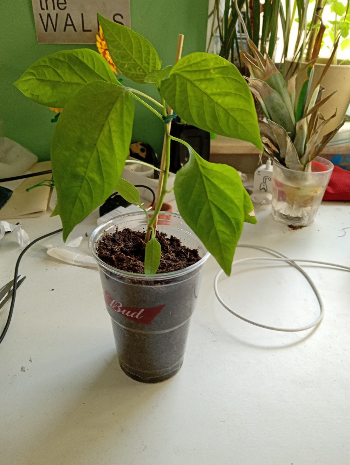 paprika stekje, Ophalen of Verzenden, Minder dan 100 cm, Overige soorten, Zomer