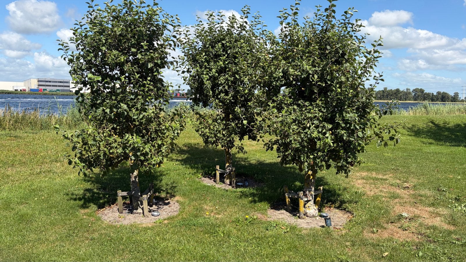 Appelbomen te koop 3 m hoog. 50 €per.stk, Tuin en Terras, Ophalen of Verzenden, Lente