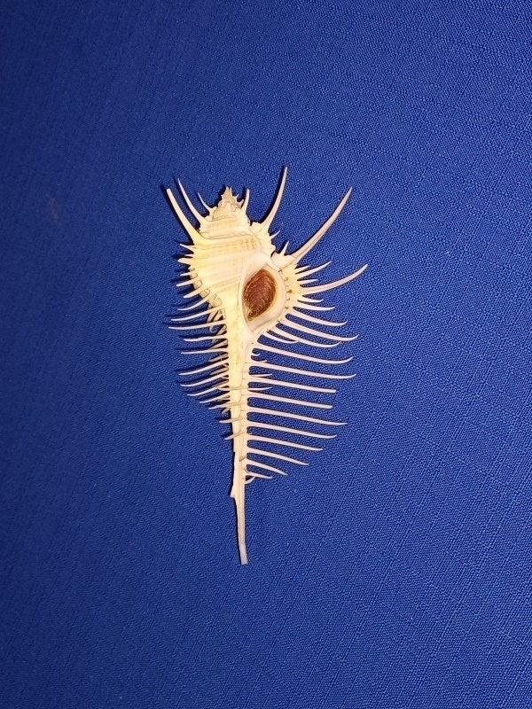 Schelpen, Murex pecten, Ophalen of Verzenden, Schelp(en)