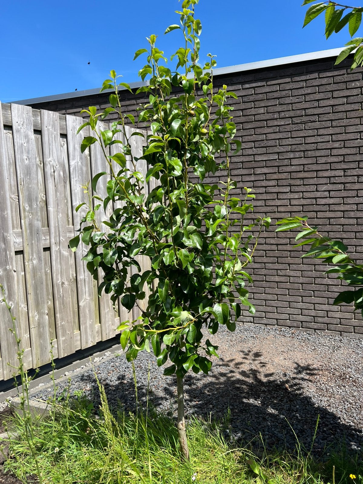 Perenboom ‘Conference’, Ophalen, Halfschaduw, Overige soorten, Lente