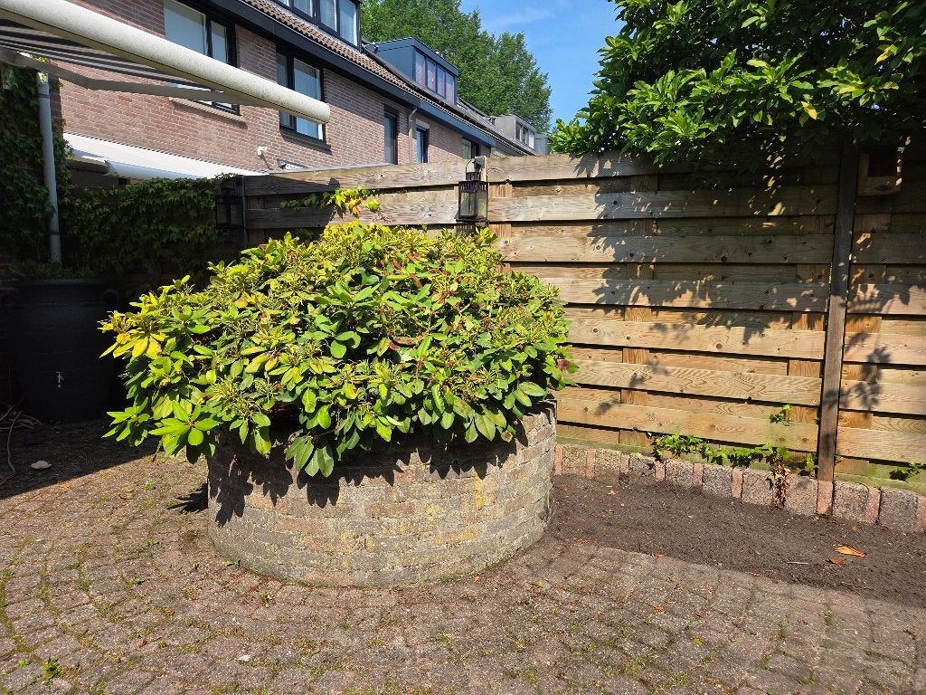 Grote rhododendron struik (5 afzonderlijke stammen), Vaste plant, Halfschaduw, Lente, Ophalen