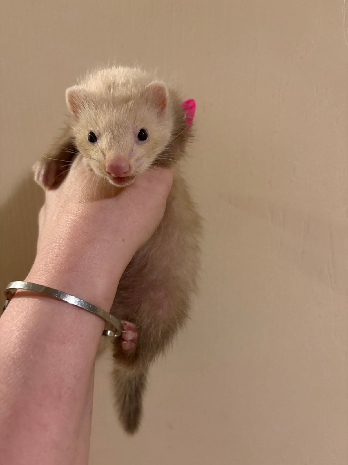 Verschillende mooie lieve fretten pupjes, Juni, Meerdere dieren
