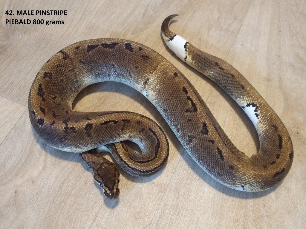 Koningspythons halfwas en kweekdieren deel 2 Ball Python photo 11