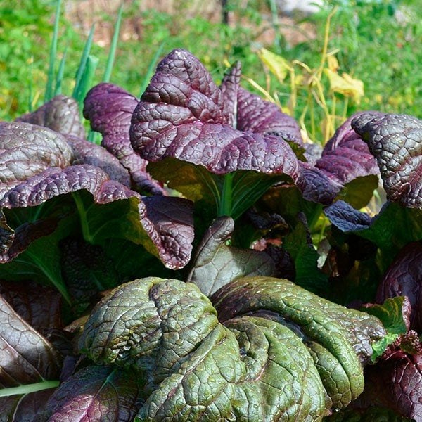 Uit de biologische moestuin: Amsoy / Mosterdkool, zaden, Tuin en Terras, Ophalen of Verzenden, Gehele jaar, Halfschaduw, Zaad