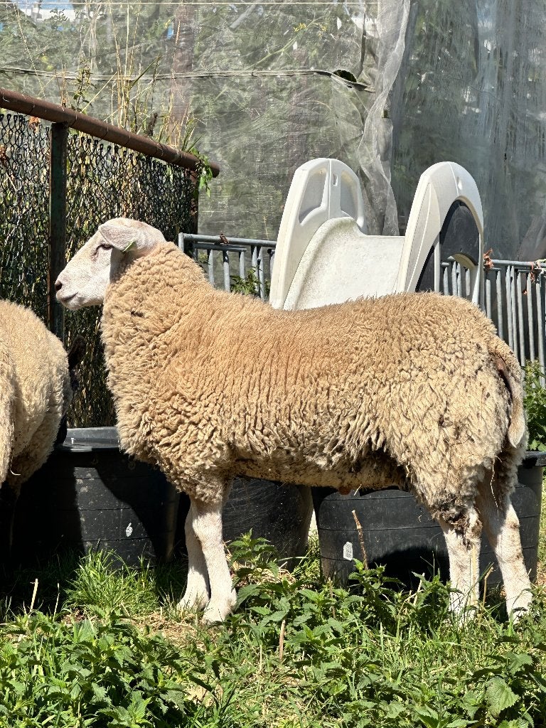 Te koop Swifter rammen en clun forest X swifter ram, Dieren en Toebehoren, Mannelijk, Schaap, 0 tot 2 jaar