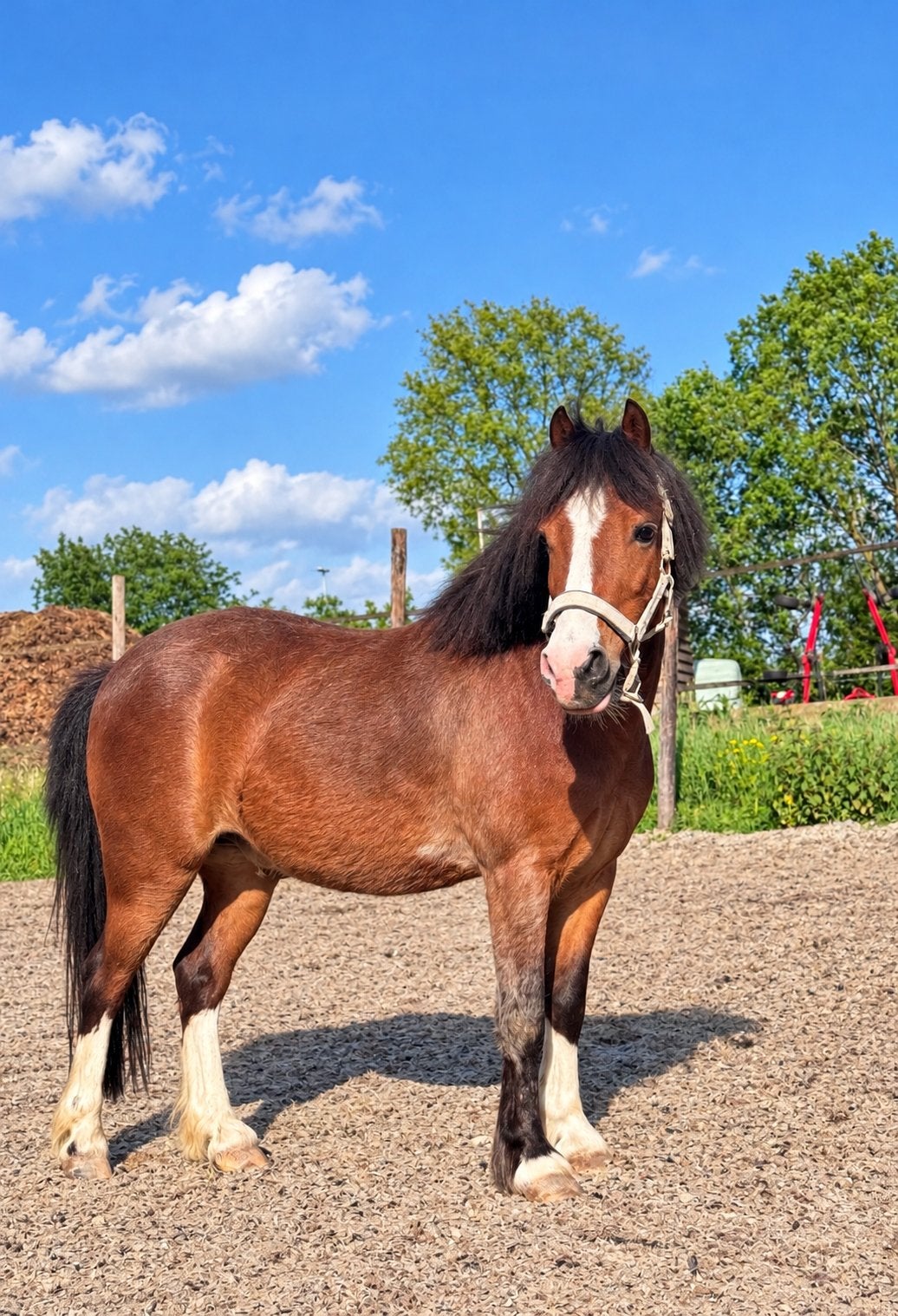 Stoere welsh pony, Met stamboom, Ruin, Dressuurpony, L