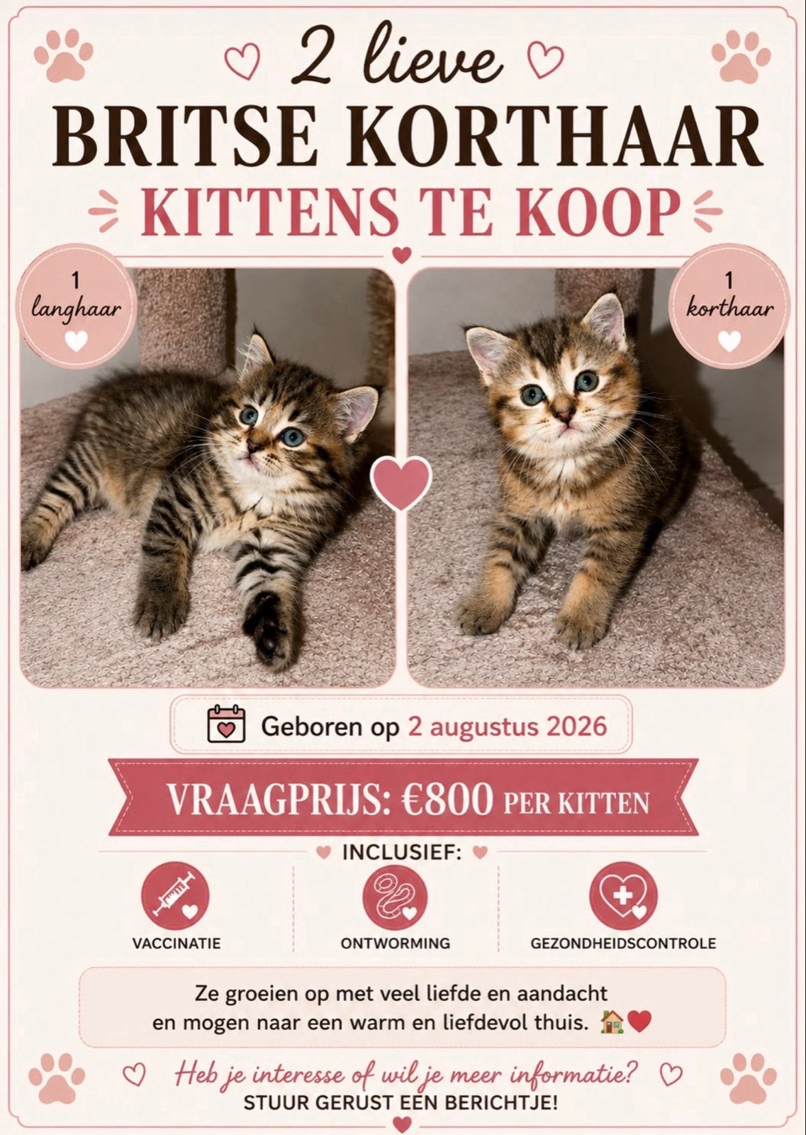 Britse korthaar kittens, Langharig