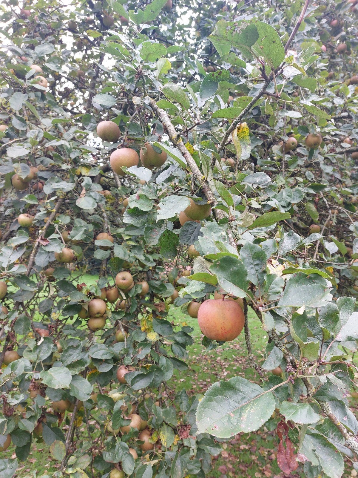 Goudreinetten, Tuin en Terras, Ophalen, Minder dan 100 cm, Overige soorten