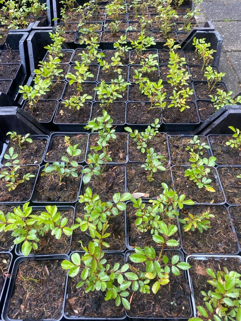 Rosa the fairy - Roze rozenstruik voor uw tuin, Tuin en Terras, Planten | Tuinplanten, Volle zon, Vaste plant, Zomer, Ophalen