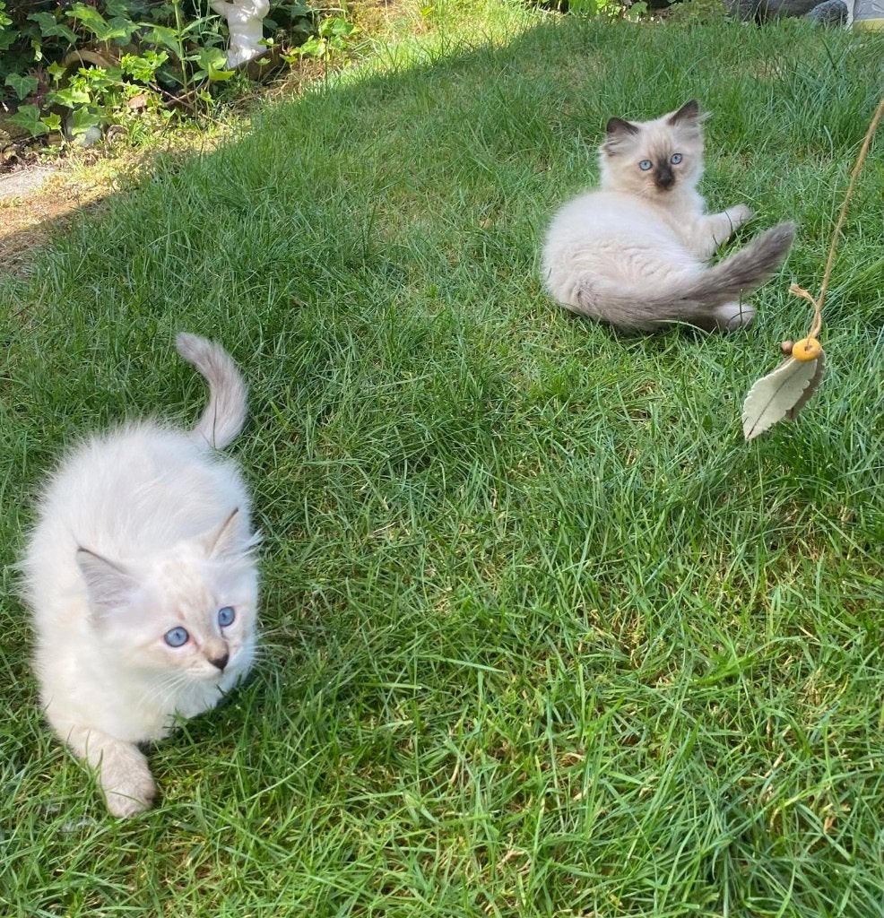 Kittens x Siamees/Ragdoll, Dieren en Toebehoren, Katten en Kittens | Raskatten | Langhaar, Poes, Gechipt, 0 tot 2 jaar