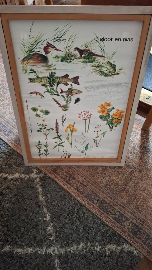 Vintage schoolplaat Bloemen, Natuur & Biologie, Ophalen, Natuur en Biologie