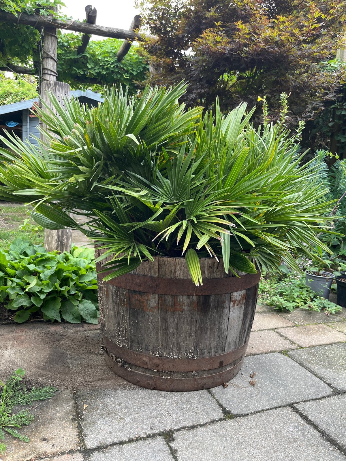 Palmboom: Chamaerops humilis Vulcano, Volle zon, Vaste plant, Bloeit niet, Ophalen