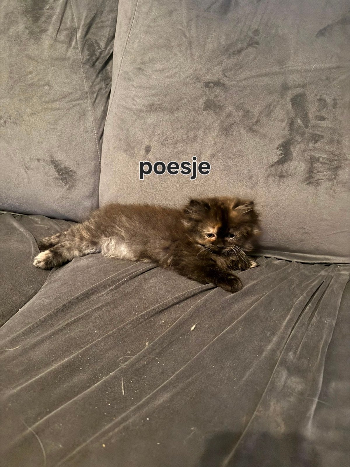 pers×ragdoll, Dieren en Toebehoren, Katten en Kittens | Raskatten | Korthaar, Meerdere dieren, 0 tot 2 jaar, Ontwormd