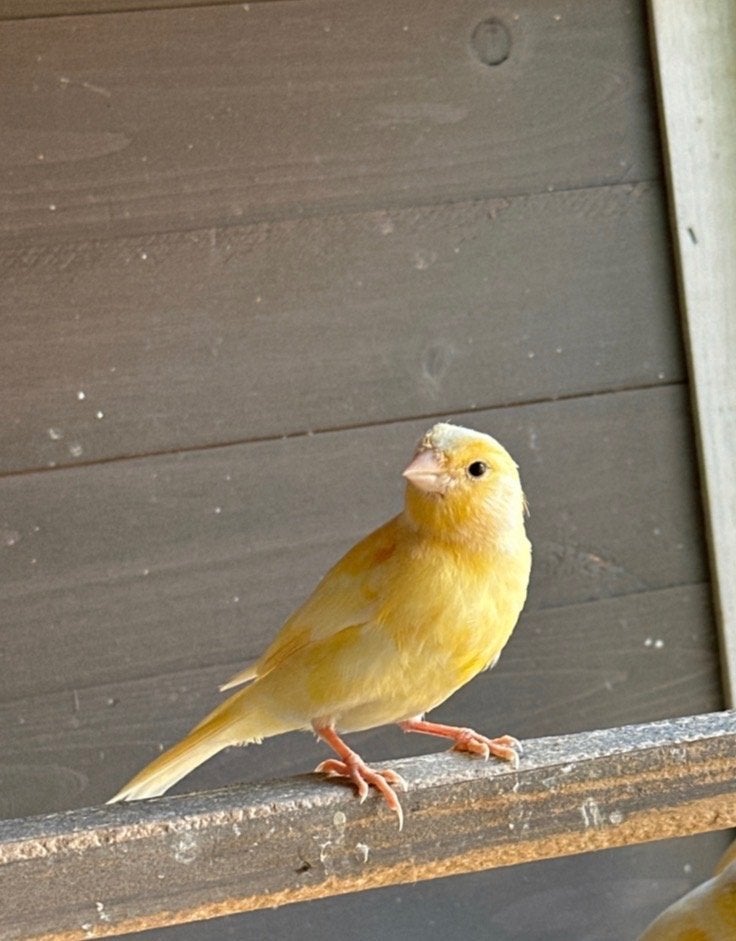 Kanarie pop, Dieren en Toebehoren, Vrouwelijk, Kleurkanarie