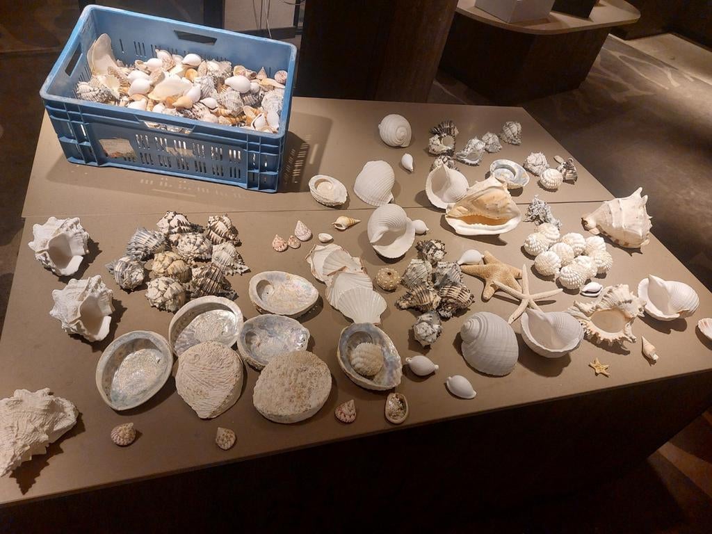 Grote collectie schelpen en zeesterren, Verzamelen, Ophalen, Gebruikt