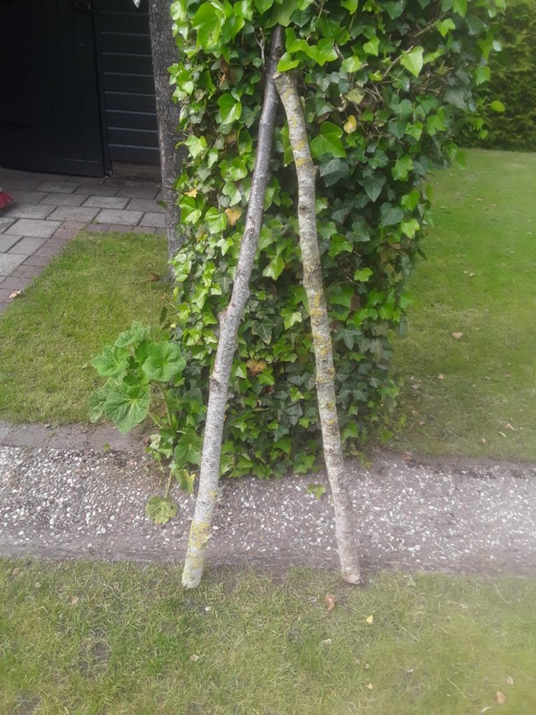 Walnoothout, Ophalen, Volle zon, Overige soorten