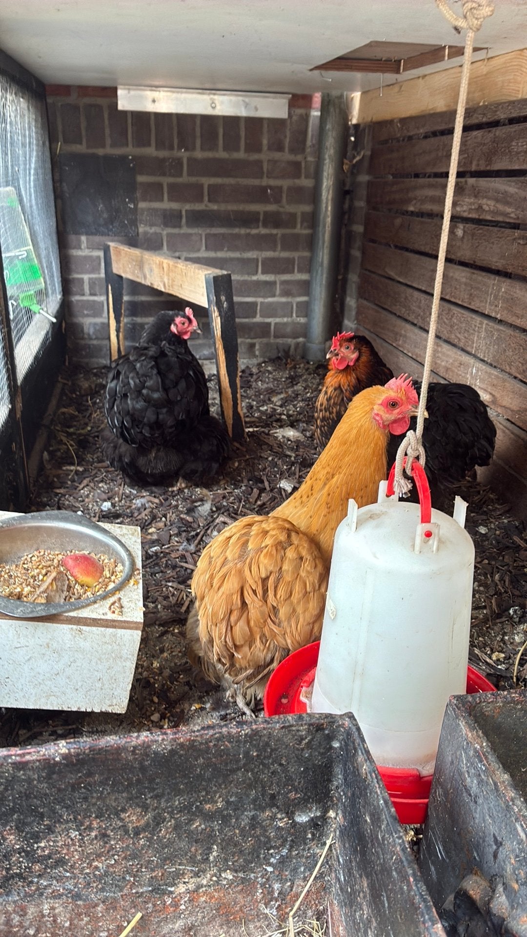 Cochin kippen!, Dieren en Toebehoren, Pluimvee, Vrouwelijk, Kip