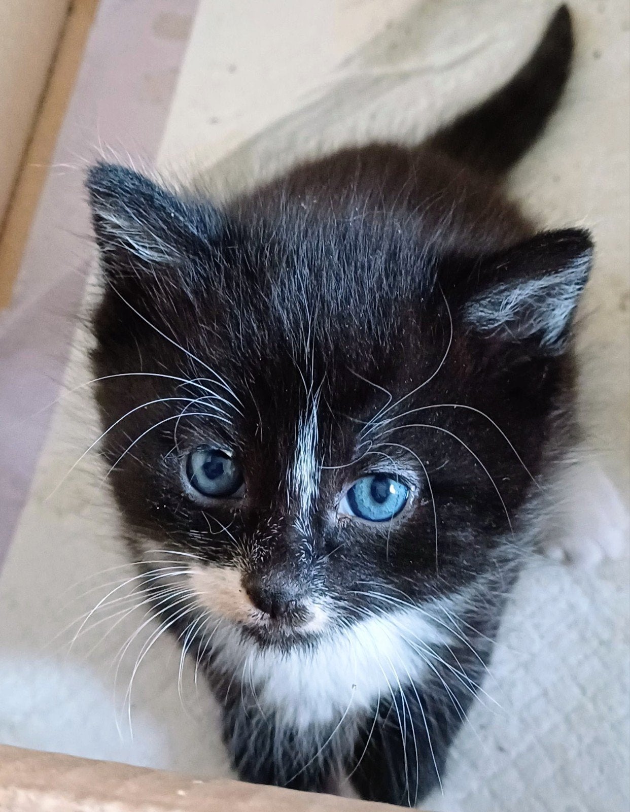 ❤️zeer lieve maincoonkittens, Dieren en Toebehoren, Poes, Ontwormd