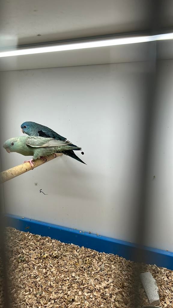 Koppel Catharina parkieten, Dieren en Toebehoren, Vogels | Parkieten en Papegaaien, Meerdere dieren, Parkiet